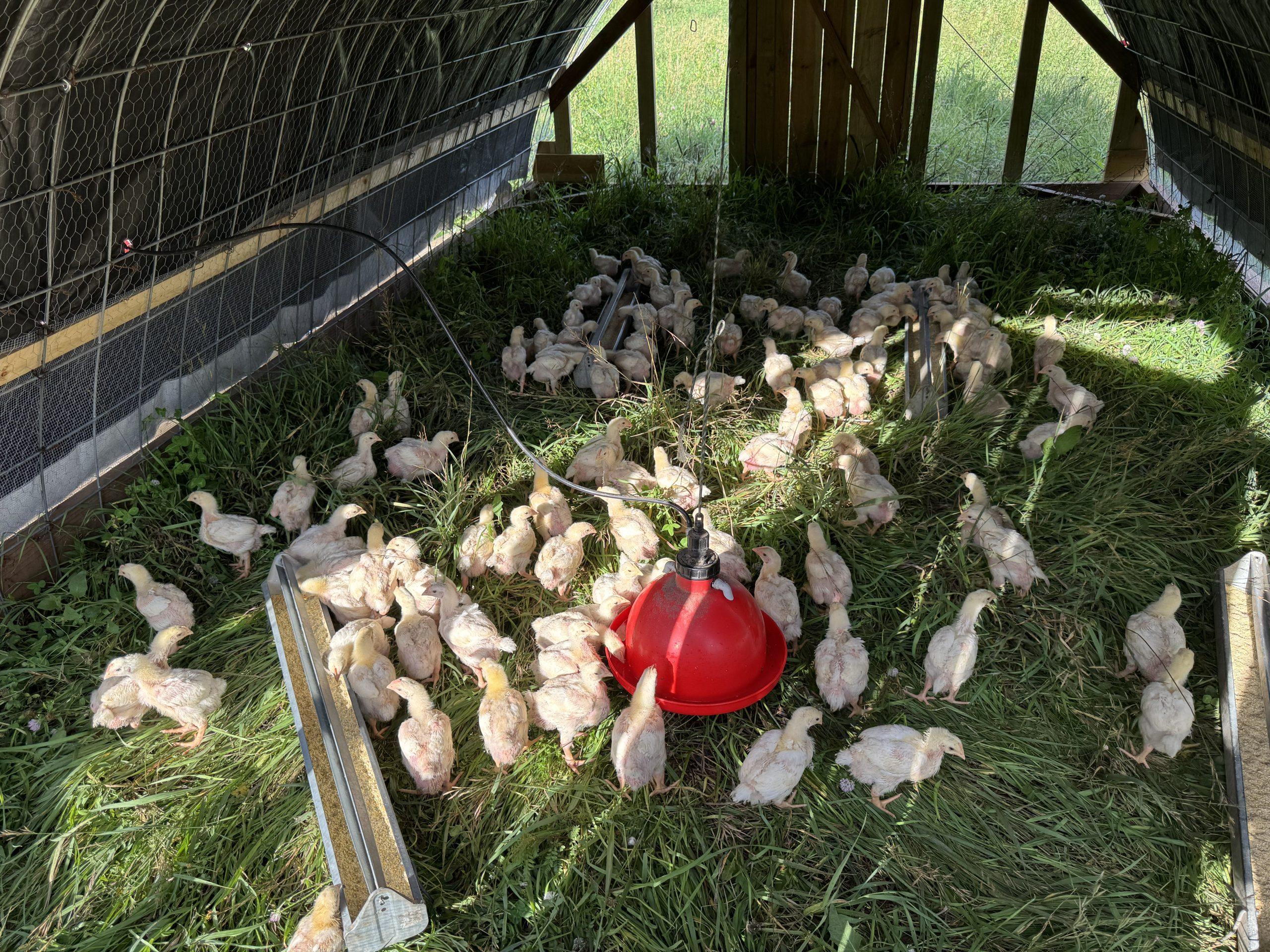 Pasture-raised chickens eating non-GMO feed from a trough on grass