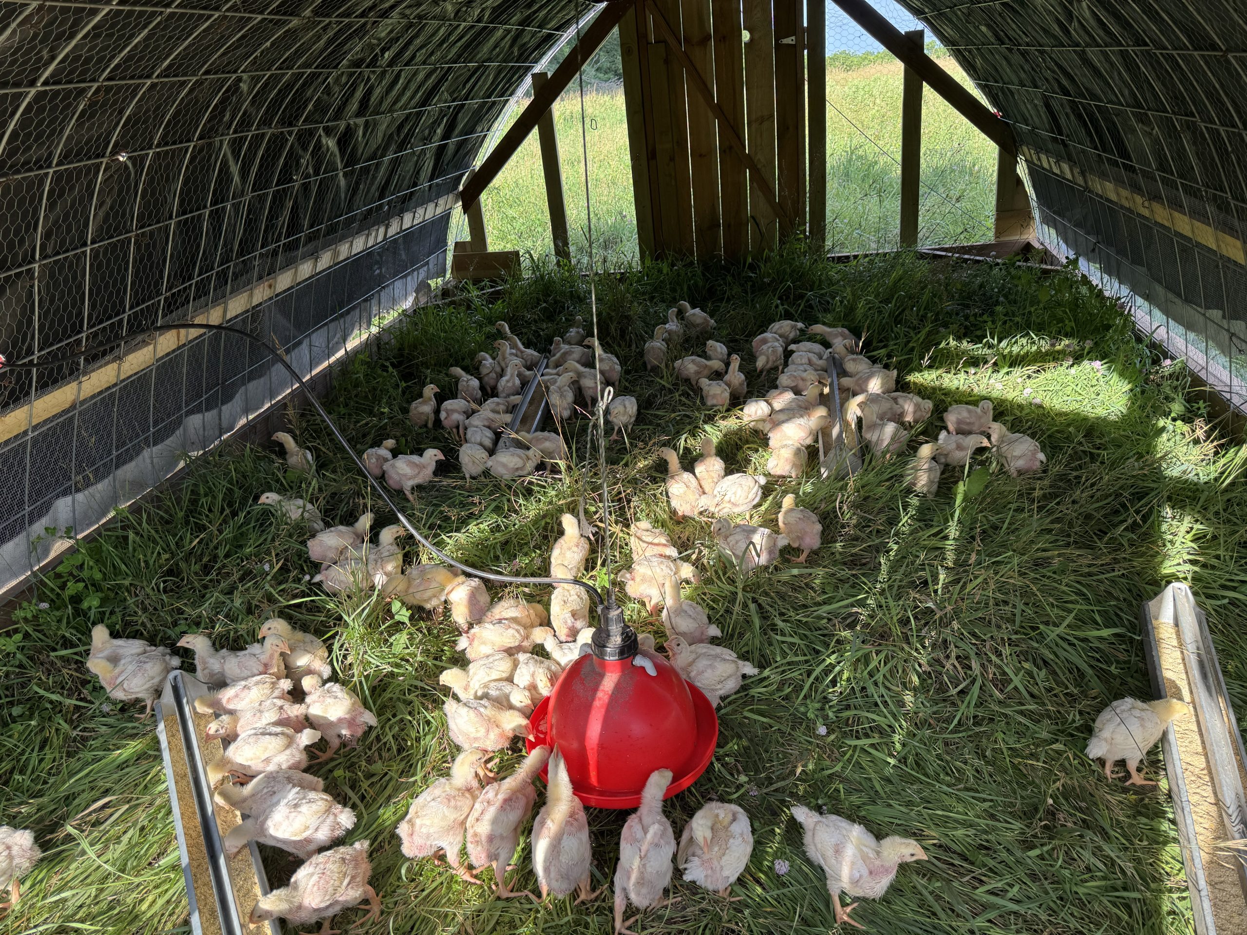 Interior of pasture chicken tractor with birds on fresh grass and feeders