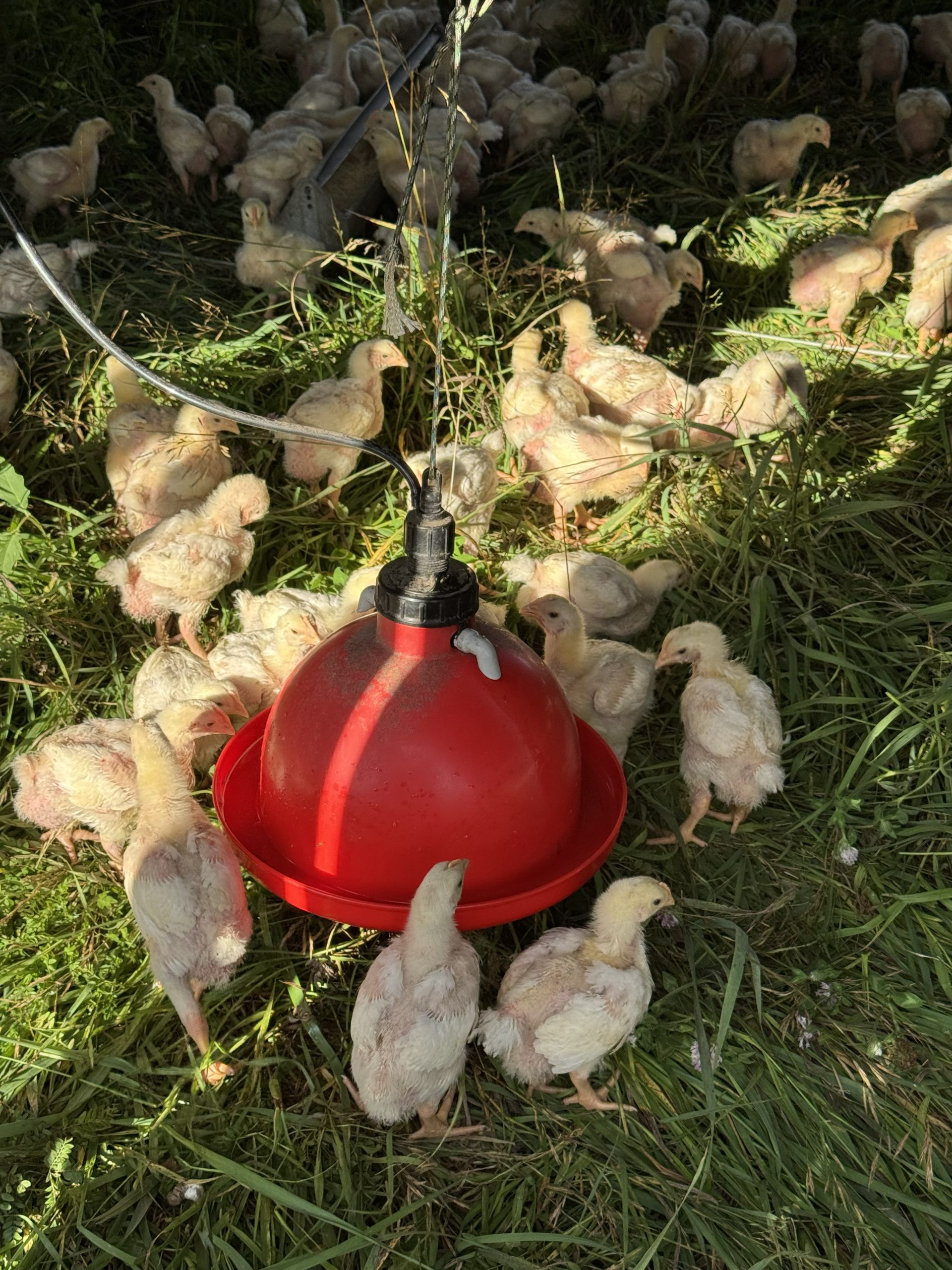 Healthy pasture-raised chickens drinking clean water