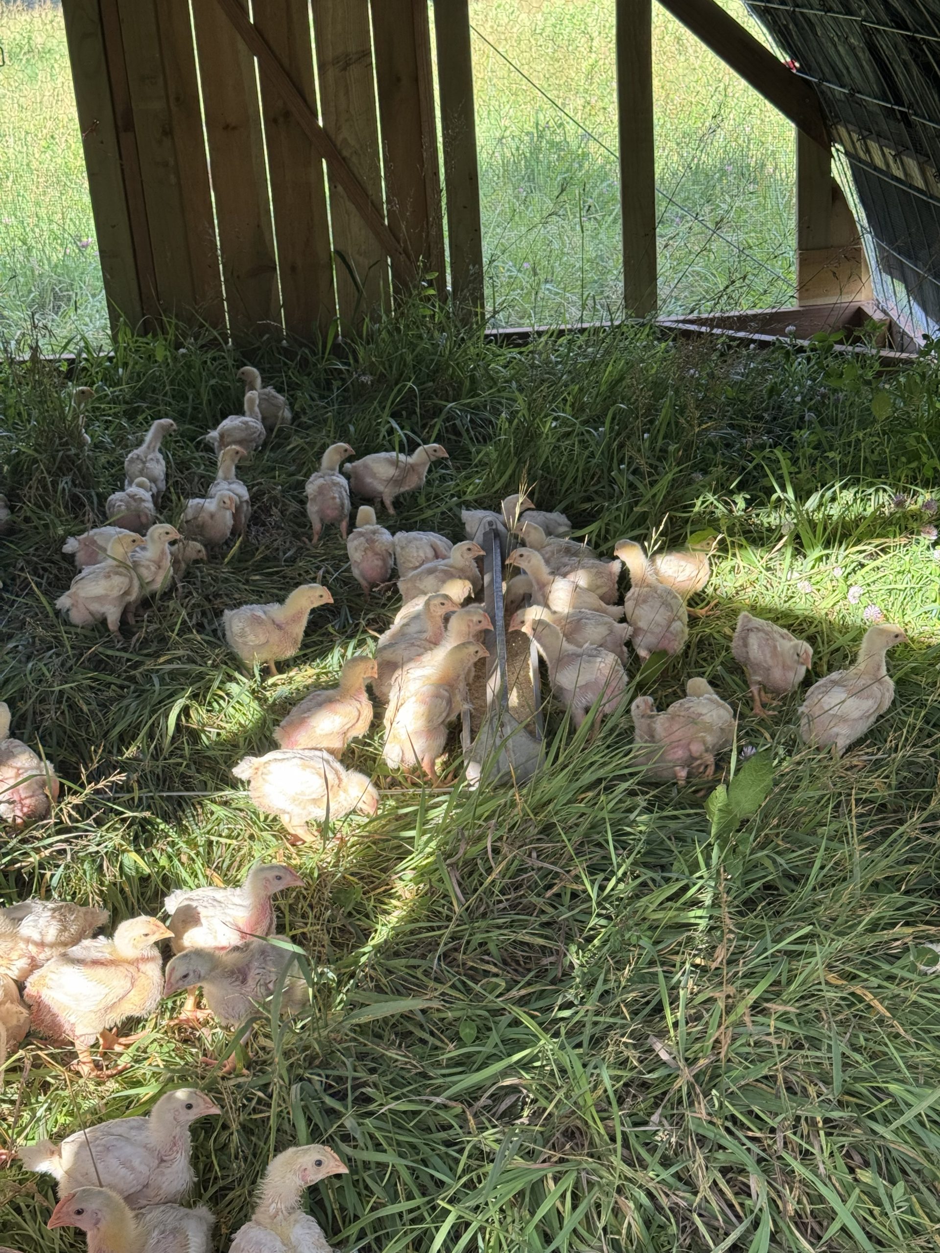 Chicks foraging on fresh green pasture inside a Salatin-style chicken tractor